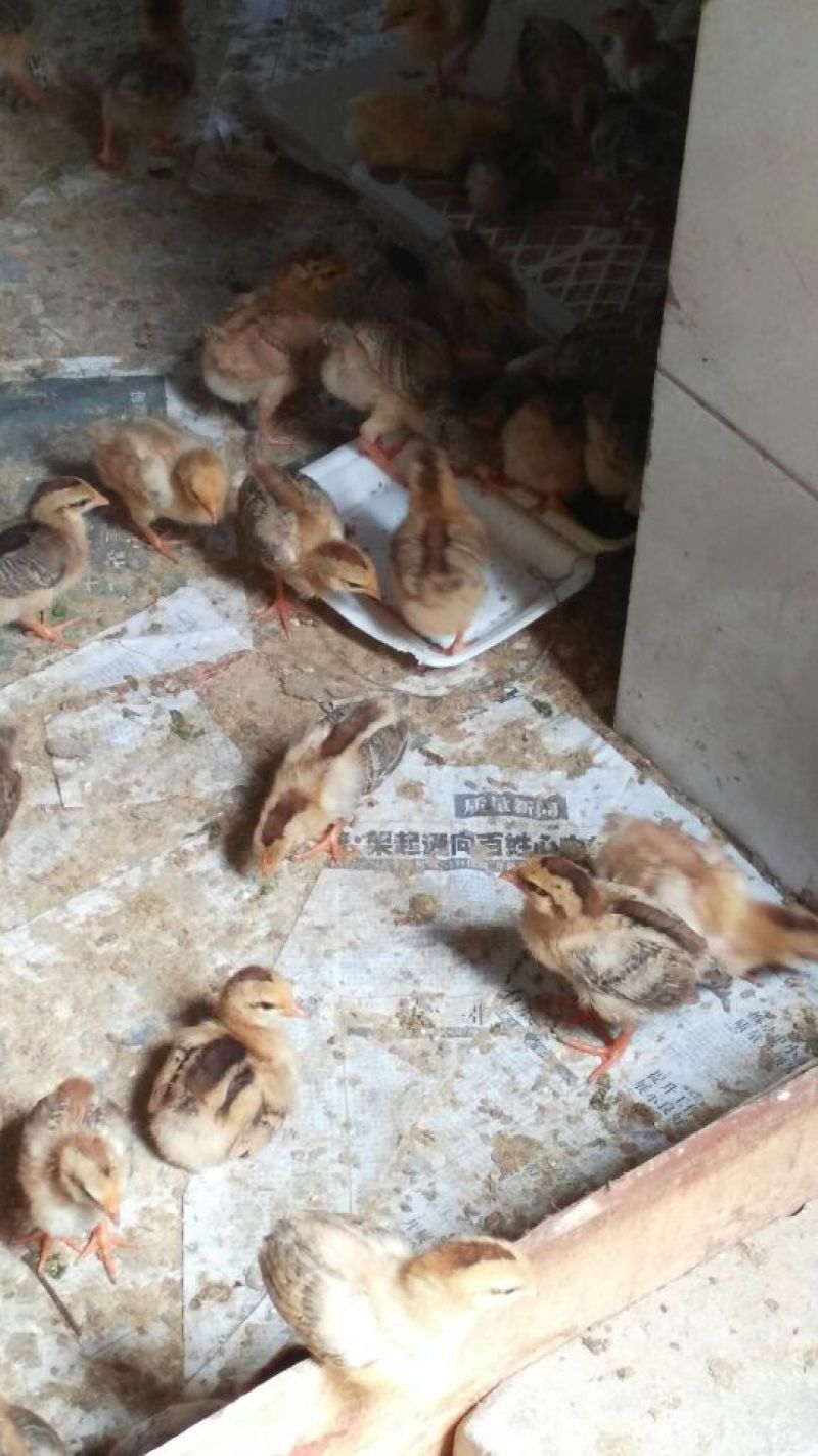 脱温鸡1斤以下