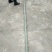 金竹8~9m