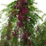 香花槐1~2米4~6cm4~6cm