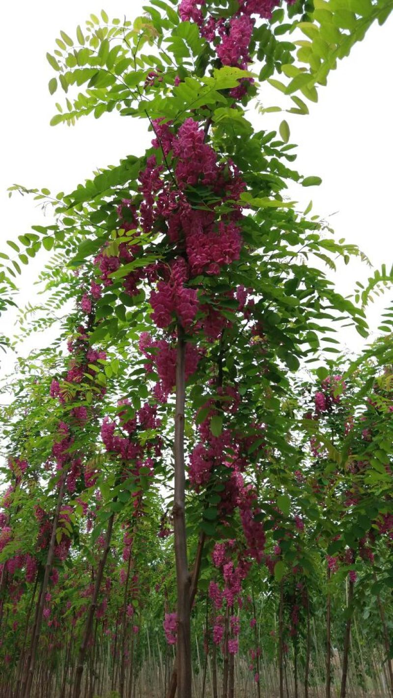 香花槐1~2米4~6cm4~6cm