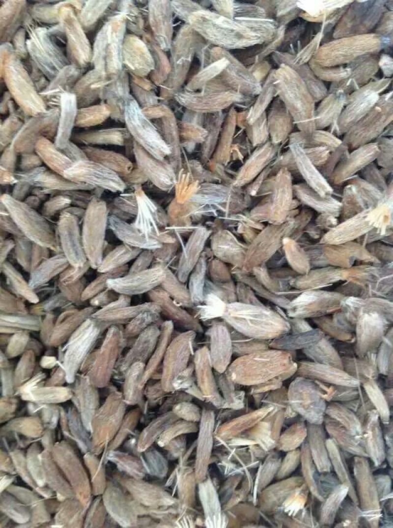 白术种子改良品种回收成品