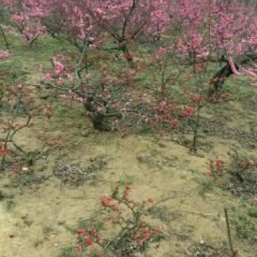 梅花树80~100cm