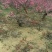 梅花树80~100cm