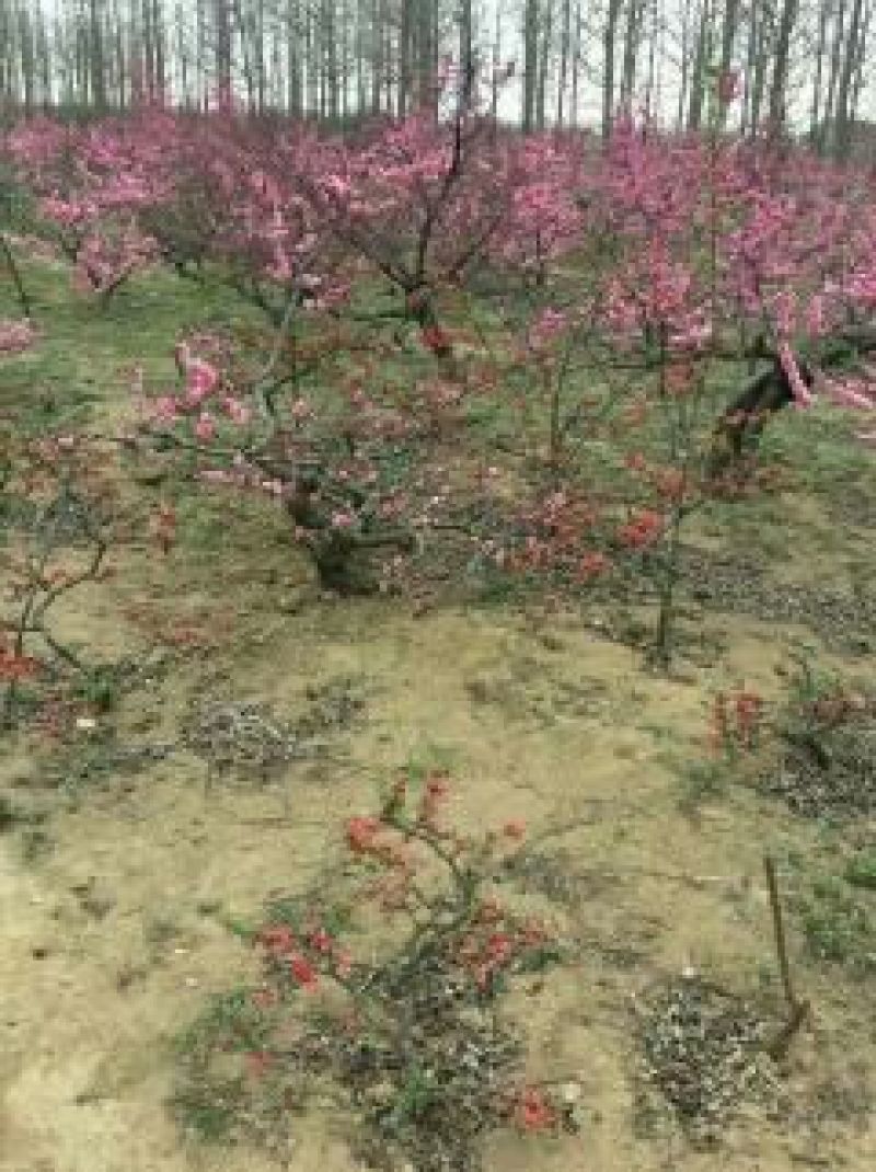 梅花树80~100cm