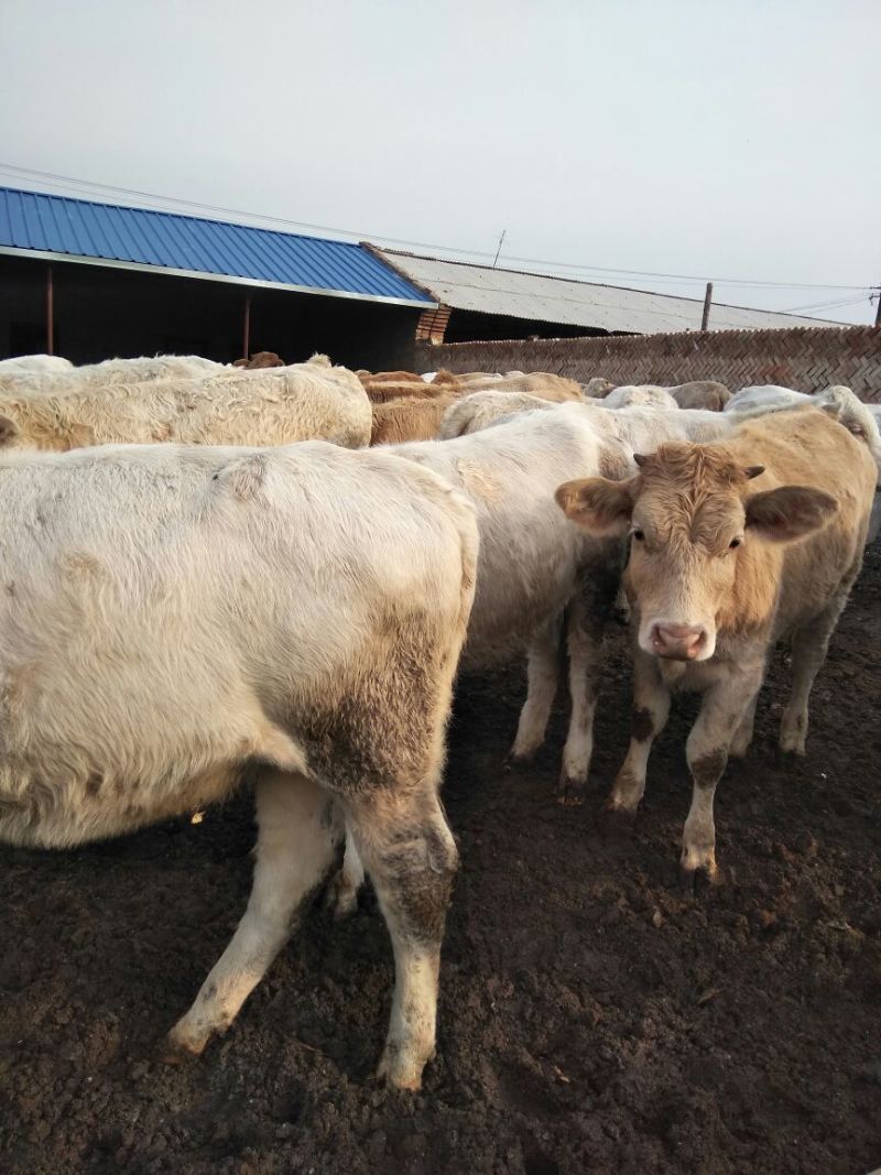 优质夏洛莱大小公母肉牛犊，合作社售肉牛犊
