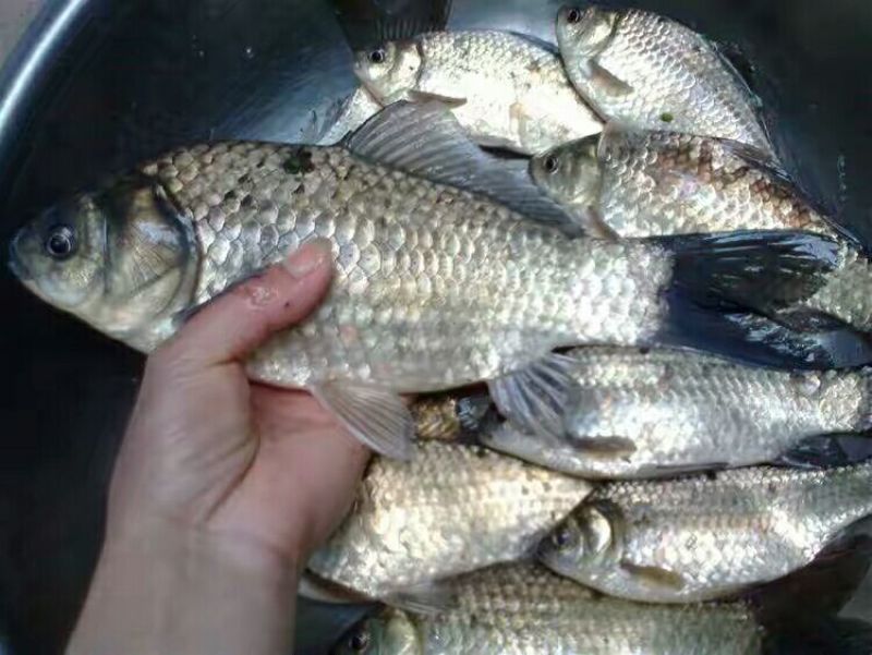 黄金鲫食用
