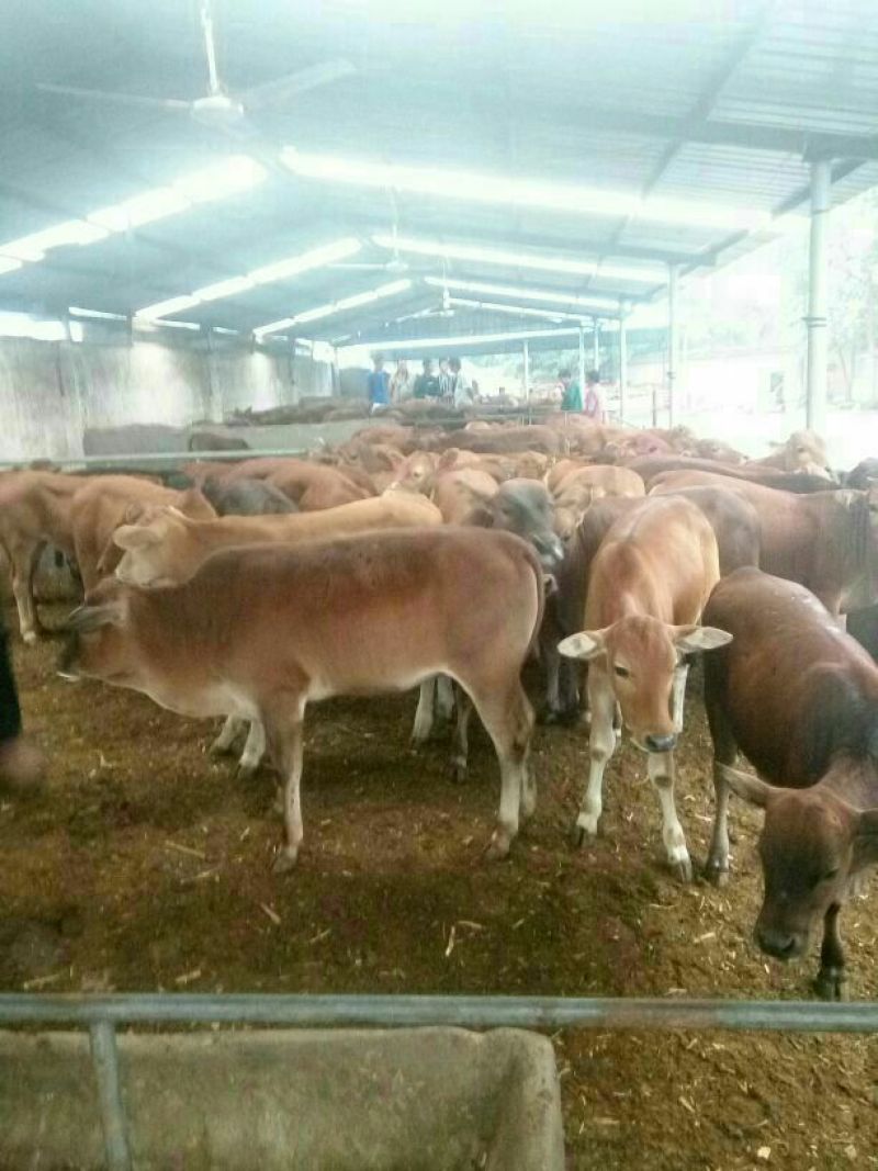 利木赞牛犊100~200kg