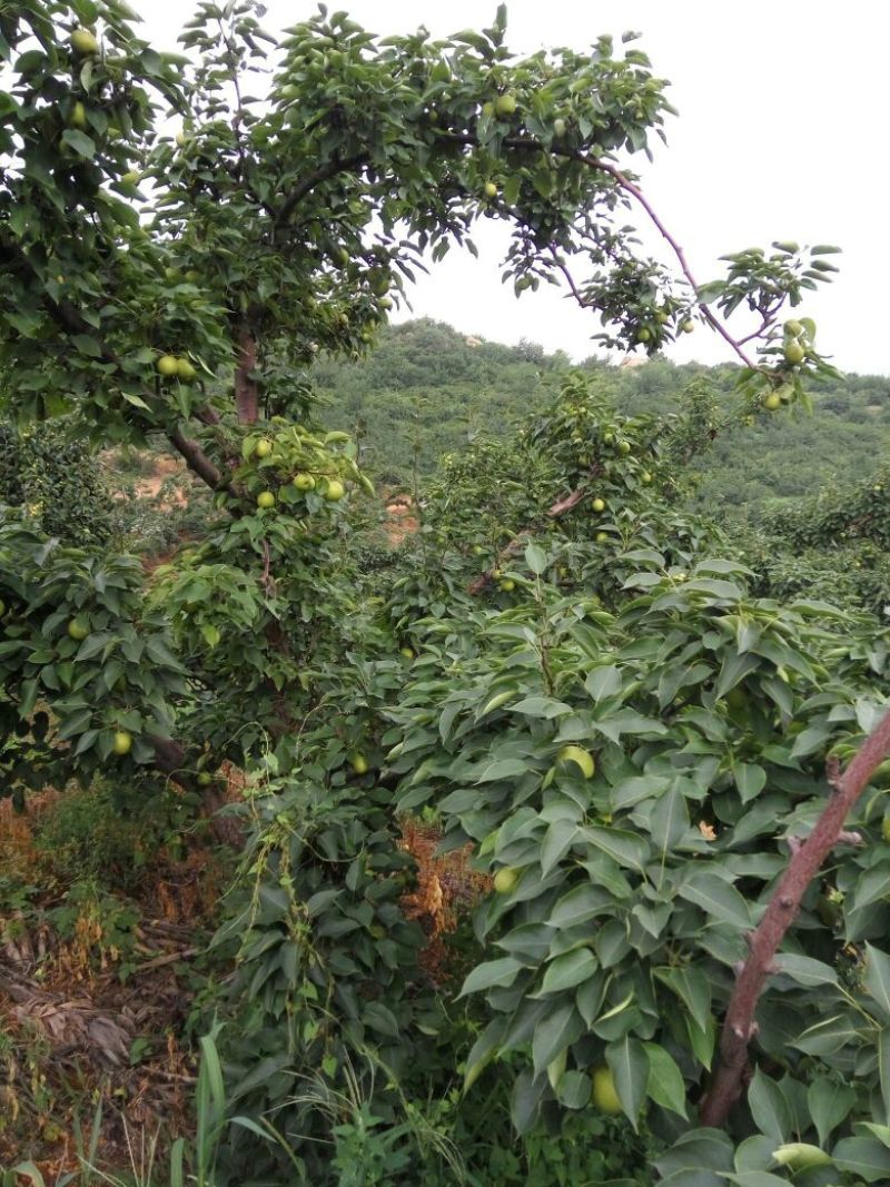 南果梨600g以上纸箱