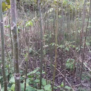 核桃苗50~100cm二年苗