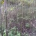 核桃苗50~100cm二年苗