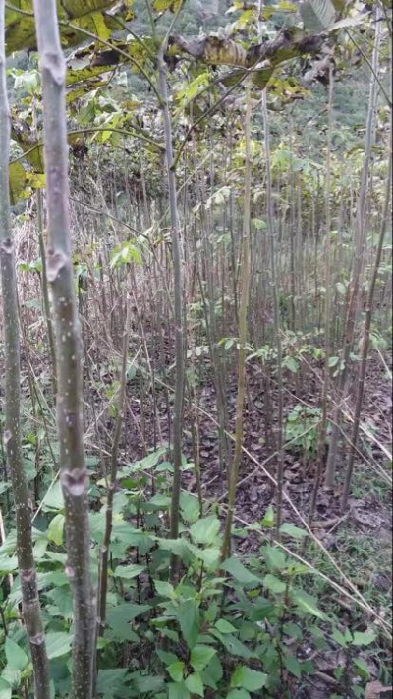 核桃苗50~100cm二年苗