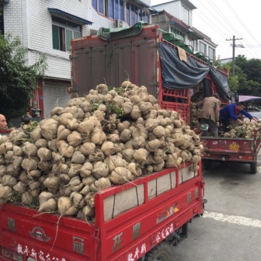 凉薯，！！！土瓜儿！地瓜，白地瓜，地梨儿大量上市