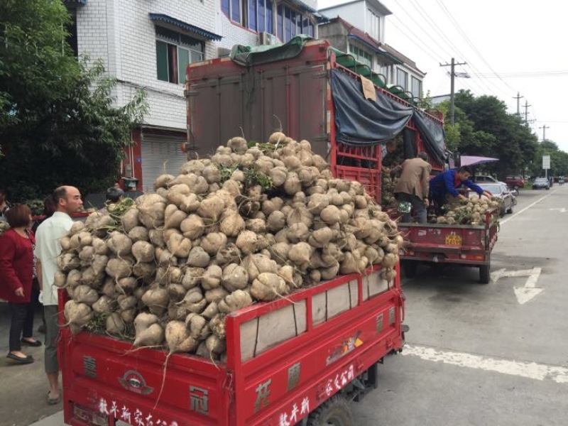 凉薯，！！！土瓜儿！地瓜，白地瓜，地梨儿大量上市