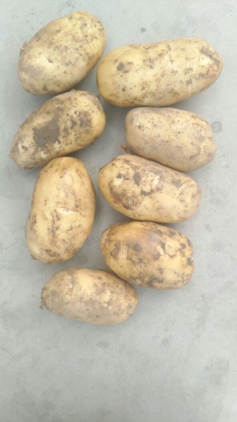 荷兰十五土豆3两以上精品