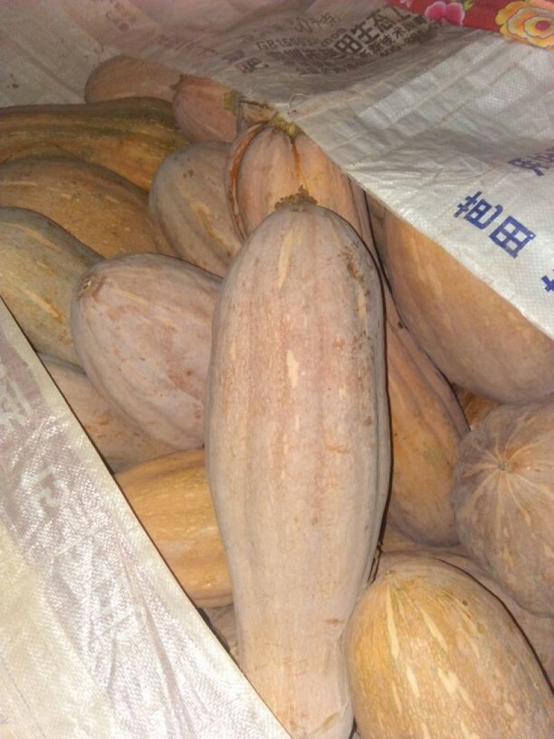 蜜本南瓜4~5斤以上长条形