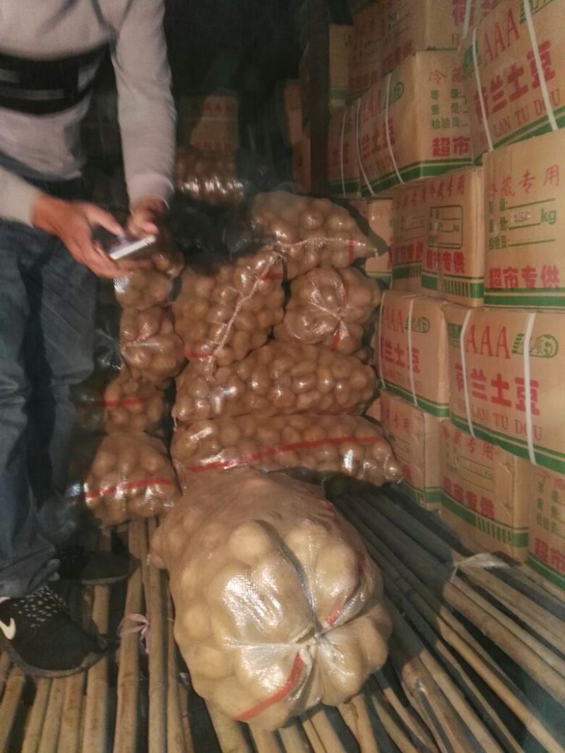 荷兰精品十五土豆2~4两货量多欢迎致电订购