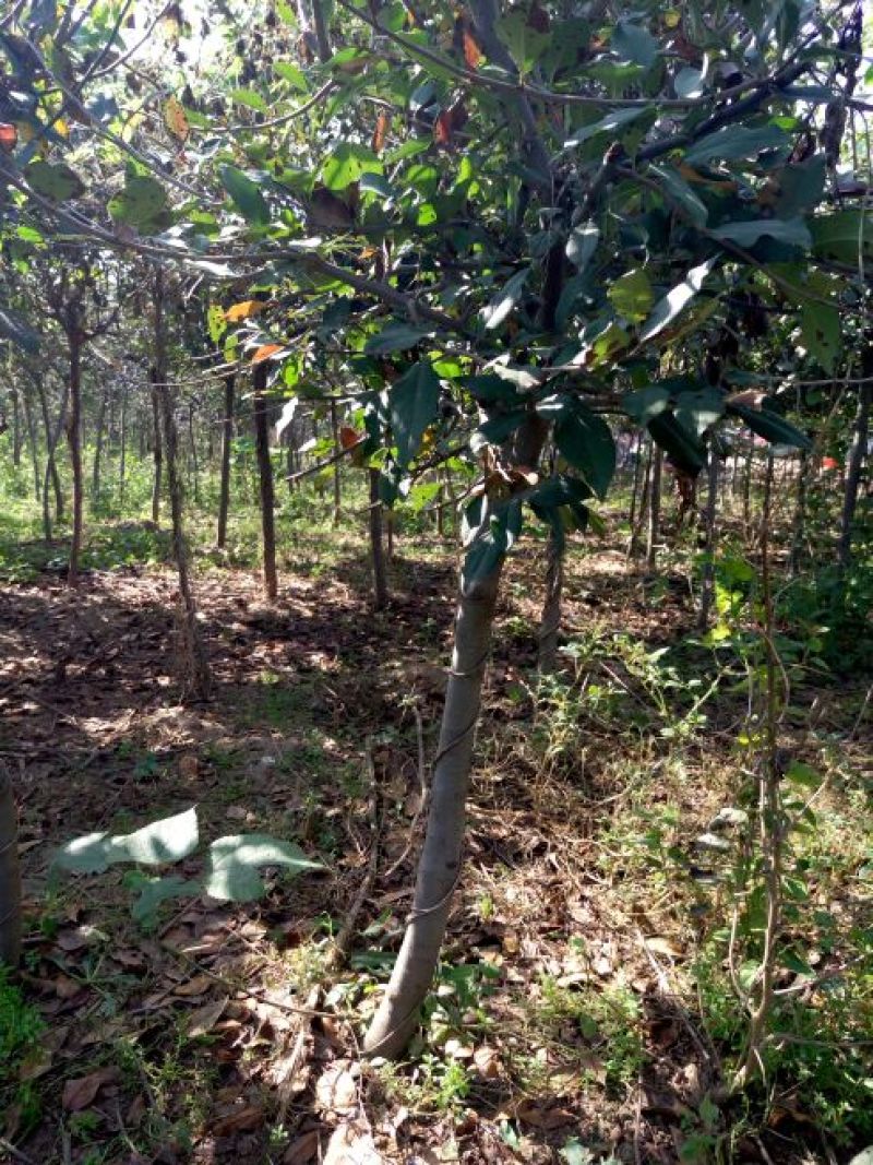 樱花树3-20公分量大供应商要的提前预约
