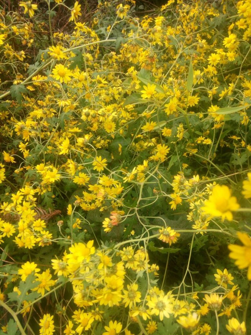 野菊花