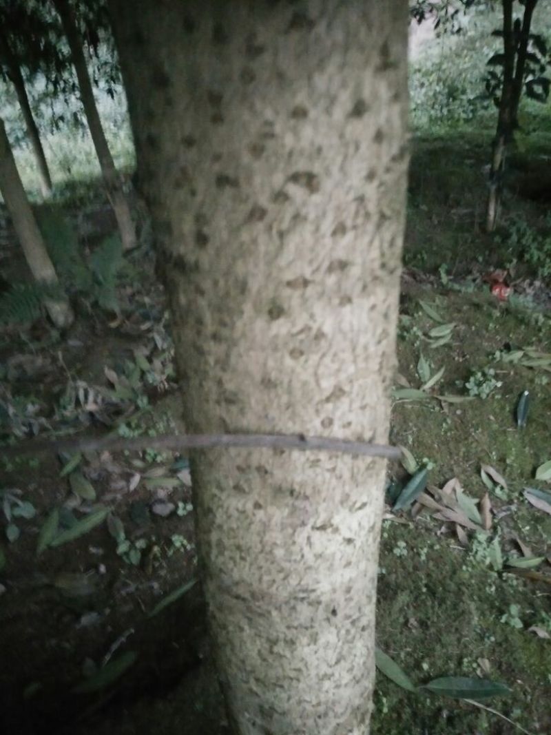 四川自贡荣县黄金桂花树1~2米2~4cm1.5~2米