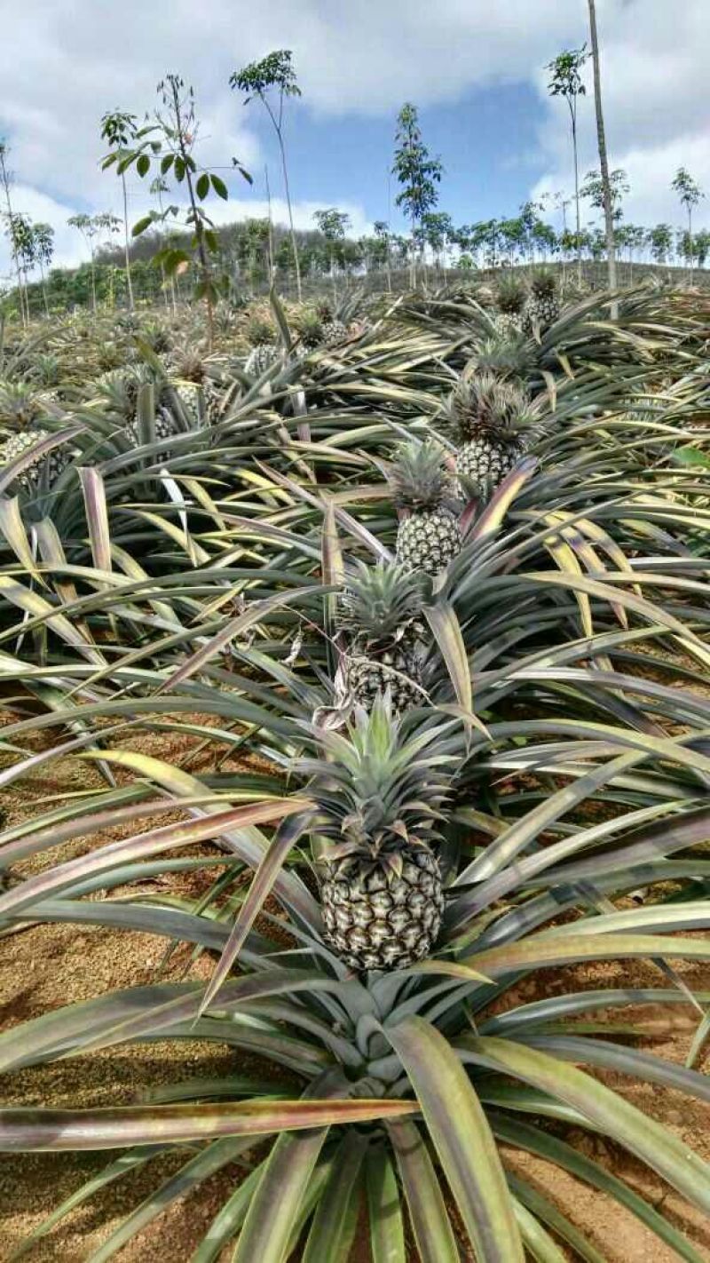 金钻十七号凤梨