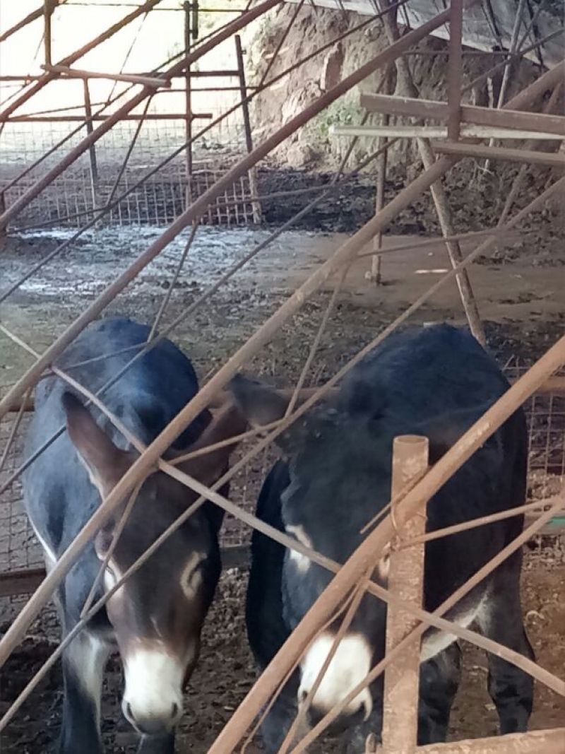 肉驴200~400斤