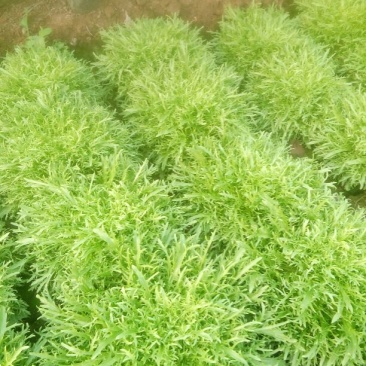 苦菊10~12cm