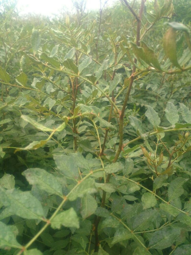 直销大红袍花椒苗200万棵，量大优惠，量少可保湿发货。