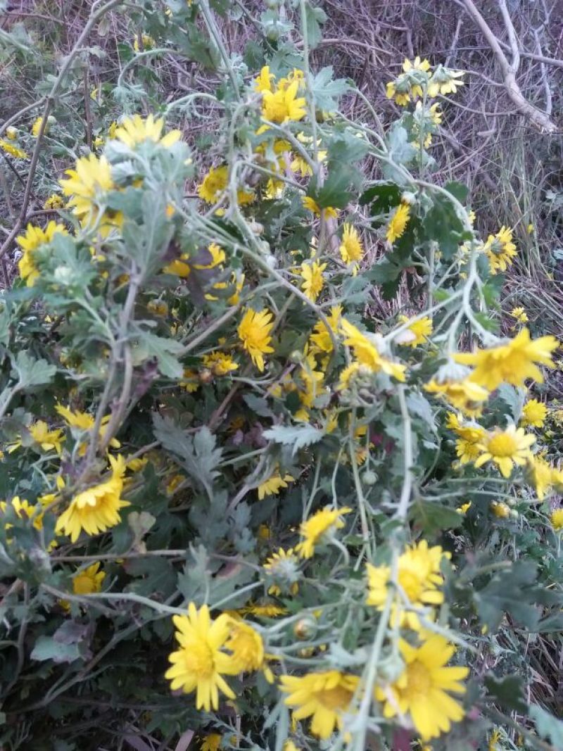 药用菊花袋装