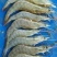 青虾食用26~30只/kg