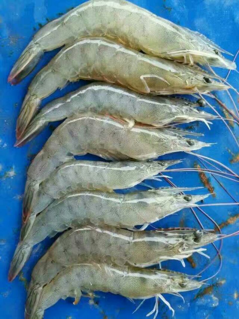 青虾食用26~30只/kg
