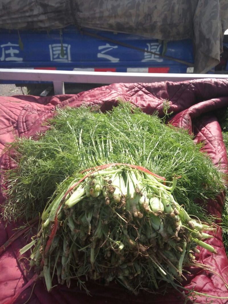 河北茴香价格优惠质量好走货快欢迎询价热卖全国欢迎询价