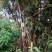 雷竹19~20m