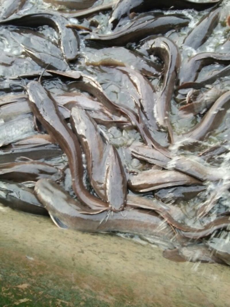 胡子鲶食用