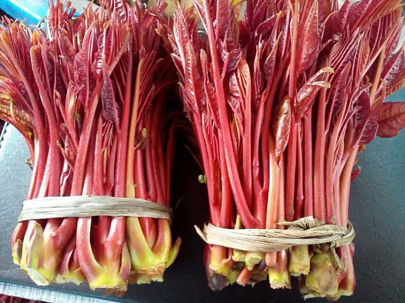 红油香椿10~19cm