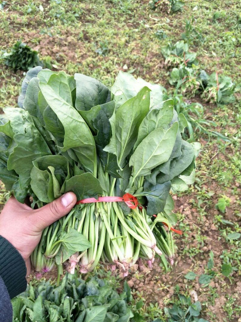 大叶菠菜15~20厘米