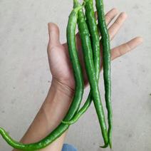 二荆条辣椒15~20厘米青中辣