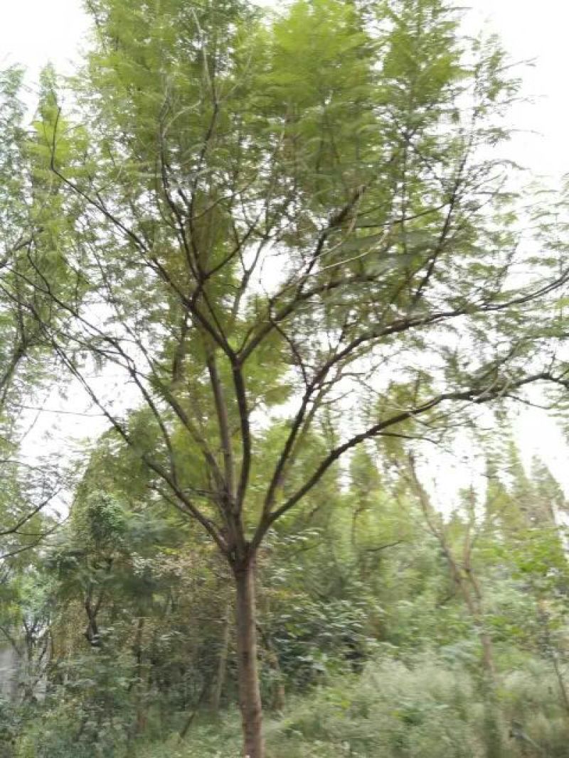 蓝花楹5~8m