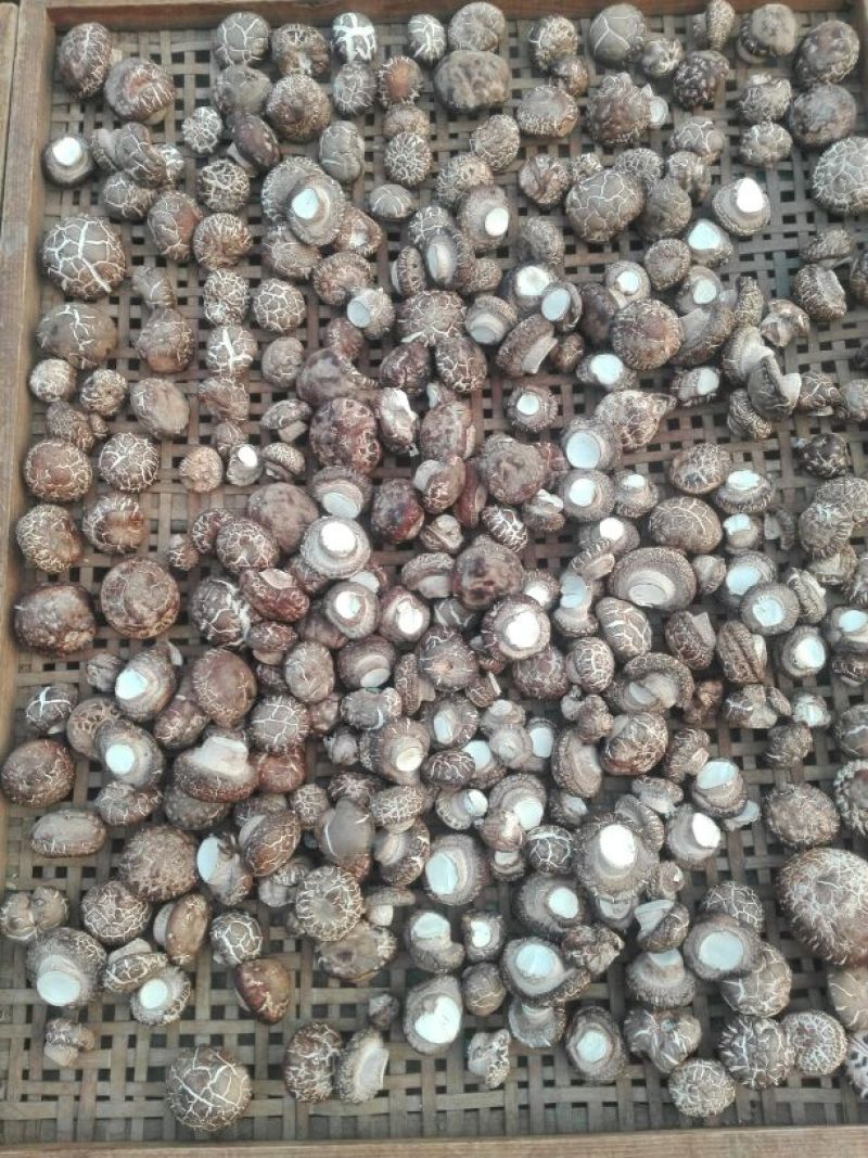 鲜香菇1%秋袋冬菇3cm以上