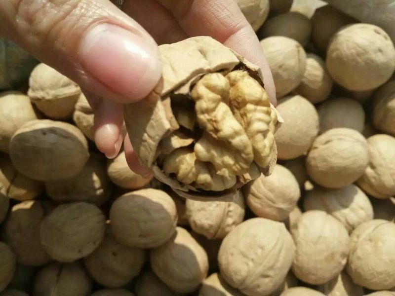 纸皮核桃去皮干