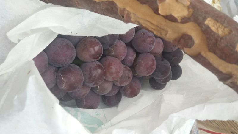 户太八号葡萄，礼泉县精品户太八号葡萄己经大量上市