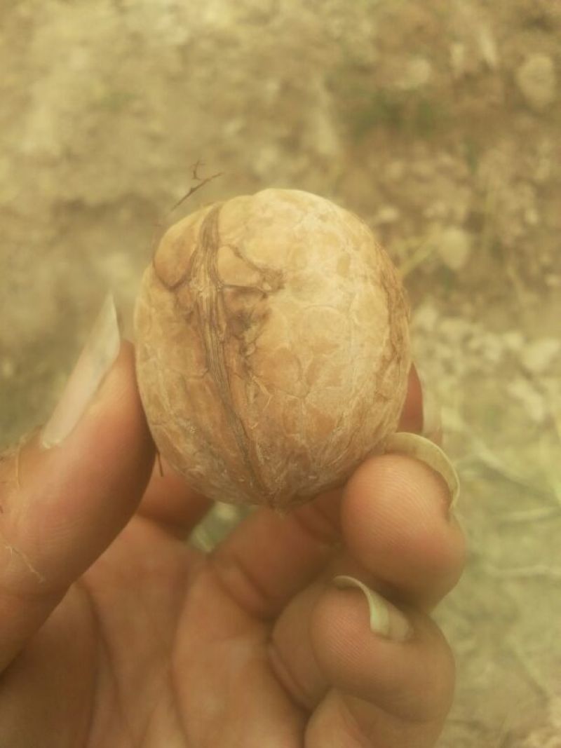 核桃去皮干