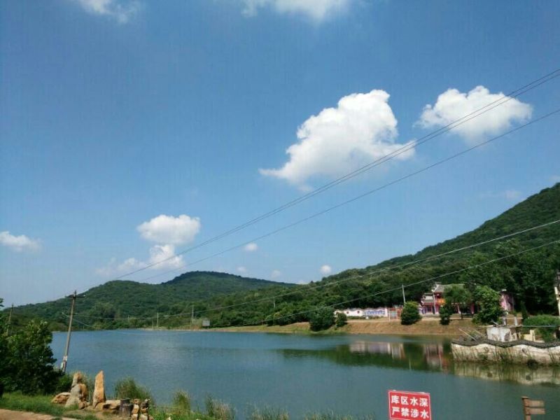 藤茶一级
