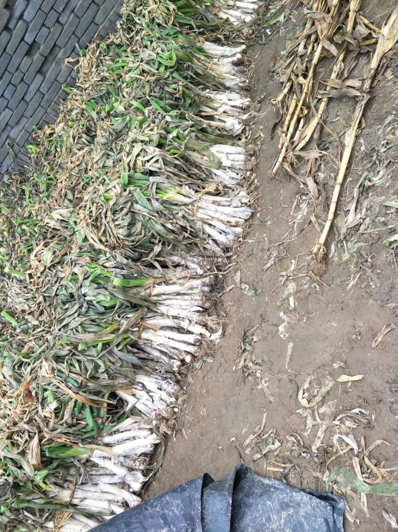 鸡腿大葱30~40cm净葱3cm左右