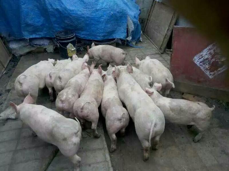 外三元仔猪养猪场直销品种纯正猪仔猪生长速度快肉质细嫩