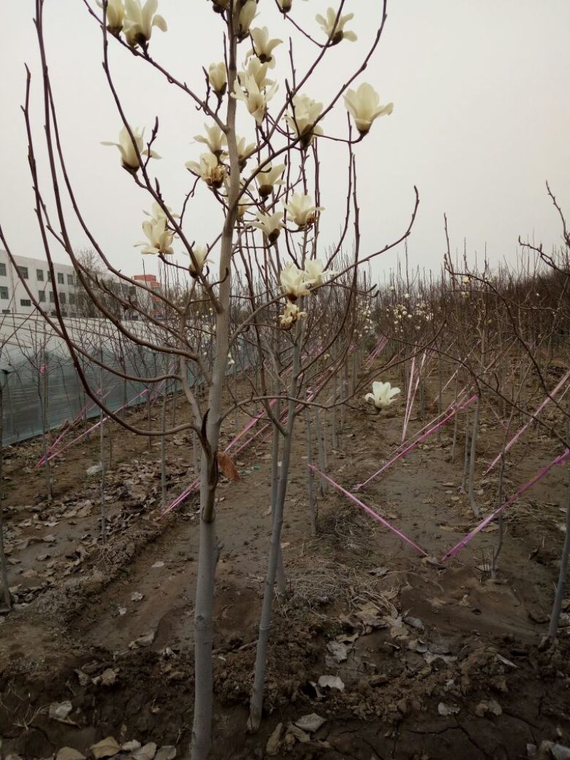 玉兰树4~6cm
