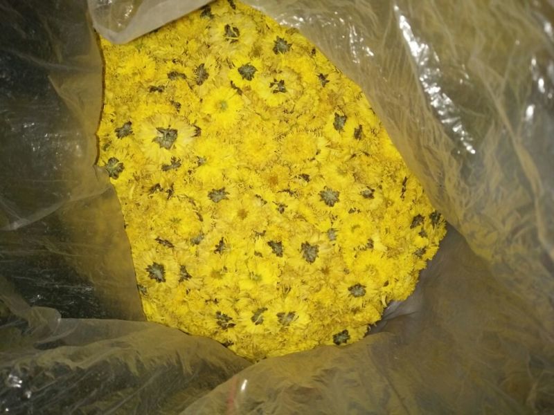 皇菊茶一级
