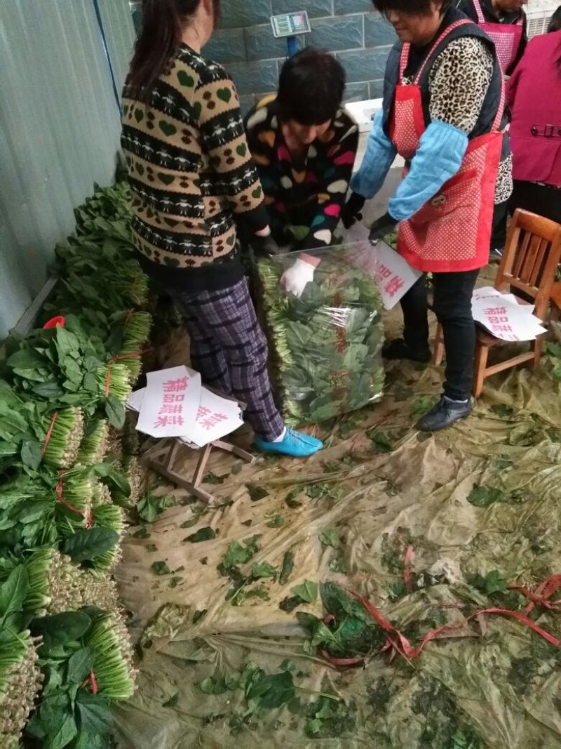 越冬菠菜25~30厘米