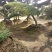 造型松15公分，泰山造型松，泰山景松，造型油松