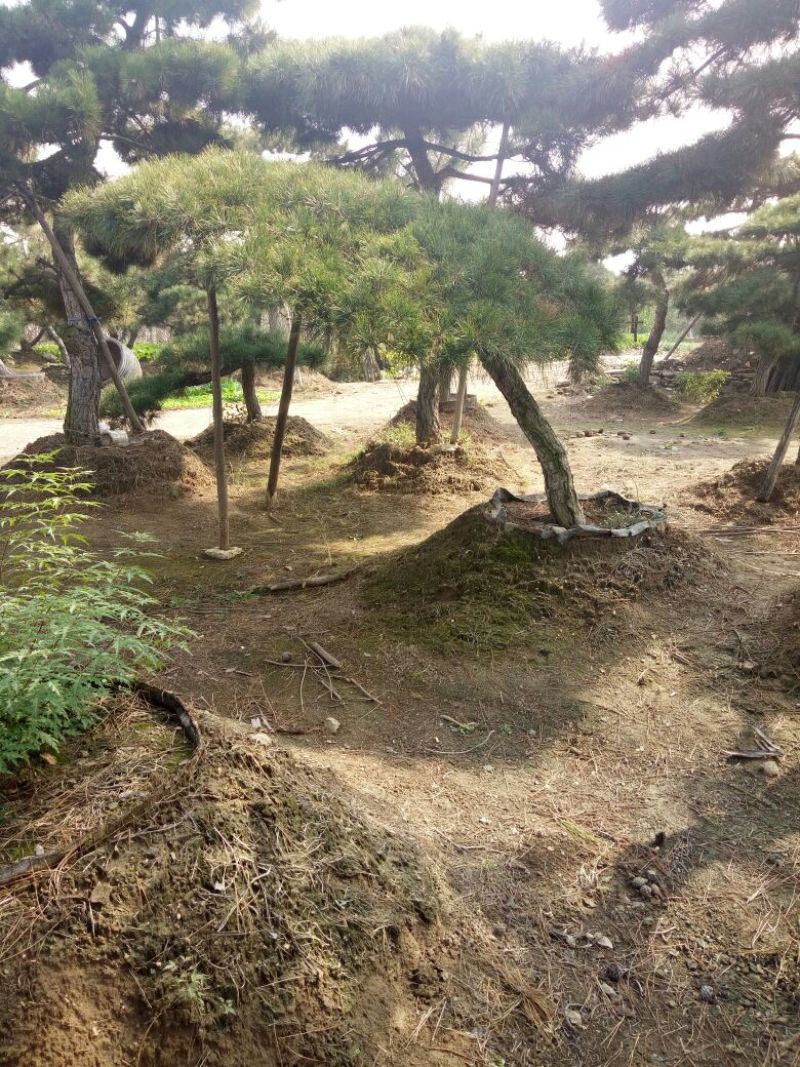 造型松15公分，泰山造型松，泰山景松，造型油松