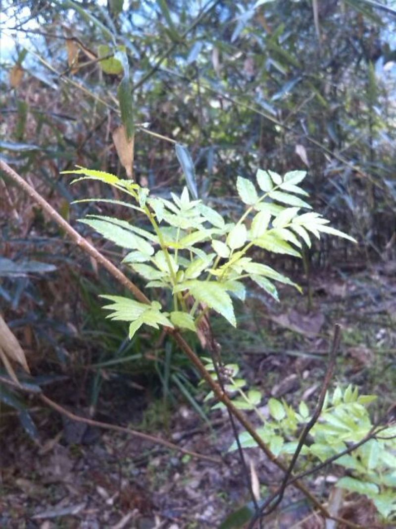 藤茶一级